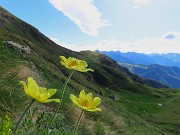 11 Pulsatilla alpina apiifolia - Pulsatilla sulfurea 